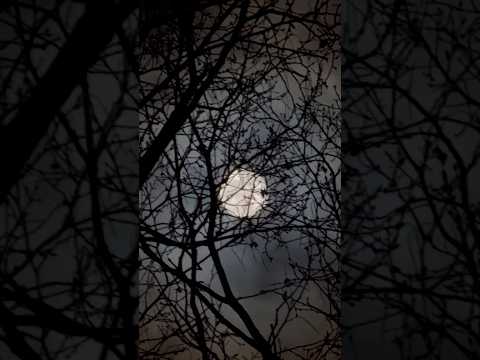 shorts 今夜のウルフムーン🌕　那須高原にて　2026年1月3日 サムネイル