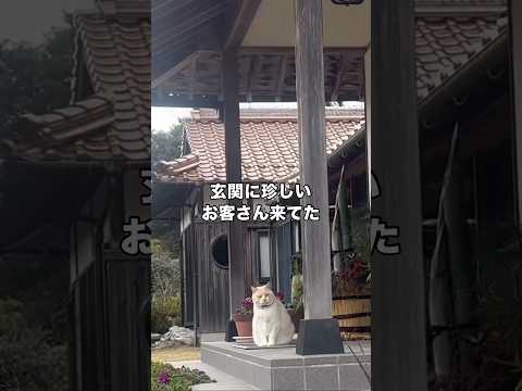 元旦早々に家の玄関に見知らぬ太っちょ猫の来訪がありました 猫 家猫 shorts サムネイル
