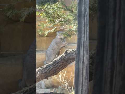 shorts ぴょこぴょこピョ〜ん☺️アブリコースちゃん　マヌルネコ　那須どうぶつ王国にて　2026年3月1日 サムネイル