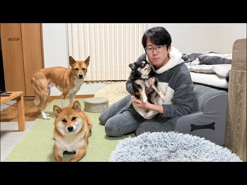 チワワの、のぶなが【柴犬と雑種犬ファミリーの爆笑日常】 がライブ配信中！ サムネイル