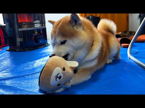 新入りスリッパに先輩面する柴犬を2倍速にして威厳を失墜させてみた。 サムネイル