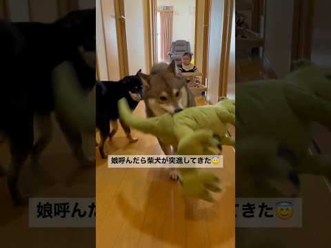 自分が呼ばれたと勘違いして突進してくる柴犬 サムネイル