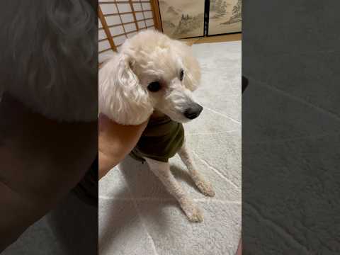 shorts 僕はタロー　トイプードル　ワンワンワン　2026年1月15日 サムネイル