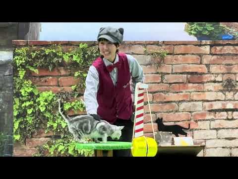 ヒマワリちゃんからご挨拶🌻 なかなか見れない猫によるショー ザ・キャッツ　那須どうぶつ王国にて　2026年2月1日 サムネイル