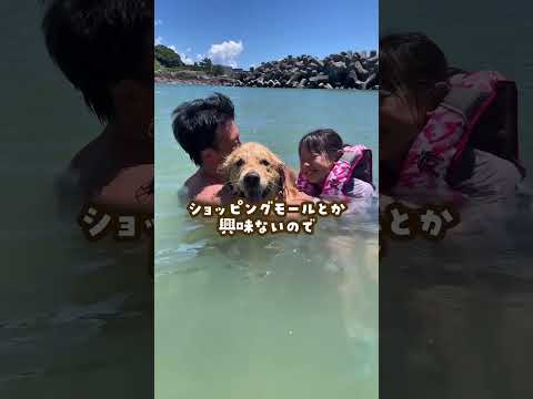 ゴールデンレトリバーが家族になると強制させられる事 ゴールデンレトリバー 大型犬のいる生活 goldenretriev… サムネイル
