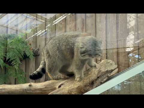 アズちゃん親子が気になるナルくん　マヌルネコ　神戸どうぶつ王国にて　2025年12月26日 サムネイル