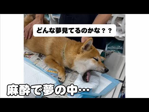 麻酔が効いたまま、寝言を言い続ける柴犬の様子 サムネイル