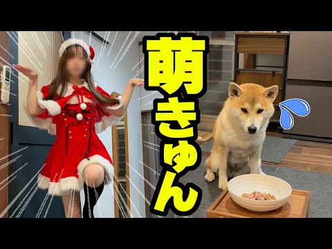 突然、娘サンタが現れドン引きする柴犬がこちらです… サムネイル