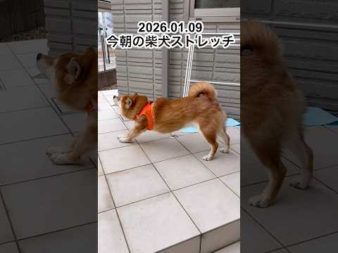 今朝の柴犬ストレッチdog doggie 柴犬 cutedog stretch routines ストレッチ yoga… サムネイル