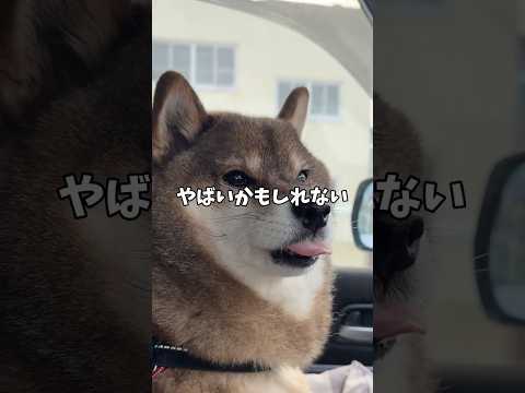 突然の拉致！その時柴犬は… サムネイル