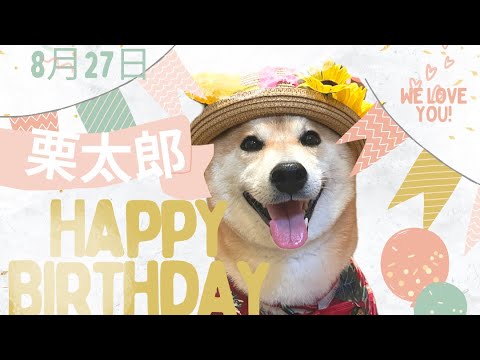 柴犬栗太郎6歳になりました🎂🎁🌰💕 サムネイル