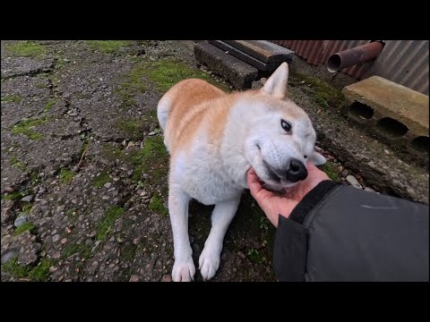 おウチに一緒に入りたくて待ってるモモさん サムネイル