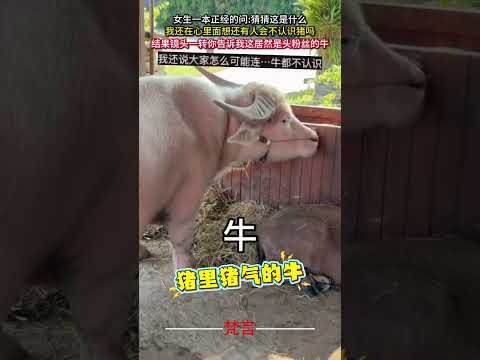 我還在想還有人會不認識豬嗎 結果萬萬沒想到這是頭牛 意外 有趣 萬萬沒想到 amazing funny shorts サムネイル