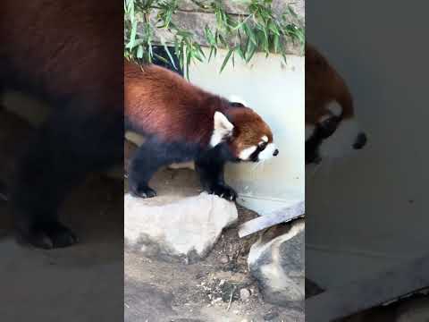 shorts 初めましてランマルくん　レッサーパンダ　浜松市動物園　2026年2月14日　IMG 8465 サムネイル