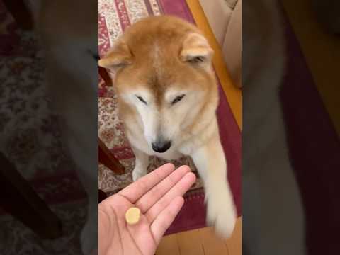 柴犬福 姉の要求にゲップで返事してしまう柴犬🤣Sister and Shiba🤣姉と柴 shorts funny 柴犬… サムネイル