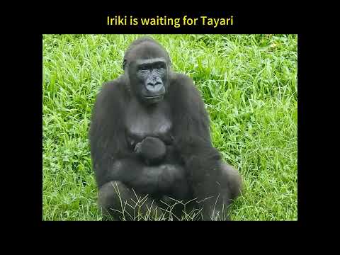 move.wait。Gorilla D'jeeco family.Jabaly 9m old .Ringo 2m ol… サムネイル