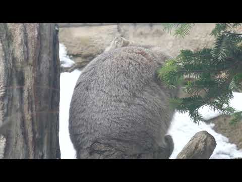 ナゴムくんの後ろ姿❣️ マヌルネコ　那須どうぶつ王国　2026年1月9日　00085 サムネイル