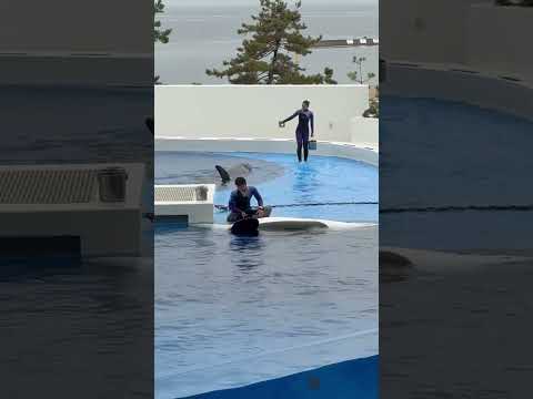 shorts 先ずステラさんが仰向け姿勢から解放☺️  須磨シーワールドにて2025年12月25日 サムネイル