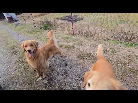 元旦の朝焼けを見に行くつもりが寝過ごして、いつもと変わらない景色で幸せを感じる今日もビスとイロハで散歩。 サムネイル