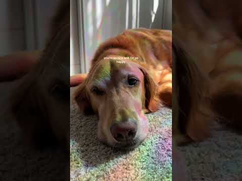 coming home to my golden retriever🥵goldenretreivers dog pup… サムネイル