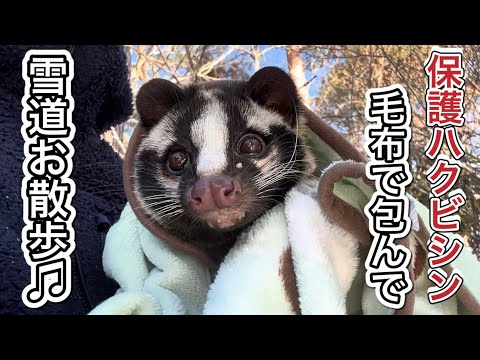 保護されたハクビシンのハクちゃん！甘やかして育てた為、外に出る時は毛布に包んで抱っこしないといけません！ サムネイル