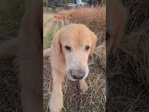 暴れて疲れたストーン君　鼻でキッス？ goldenretriever 大型犬のいる生活 ゴールデンレトリバー サムネイル