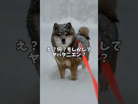 柴犬🐕に訪れた危機一髪？ サムネイル