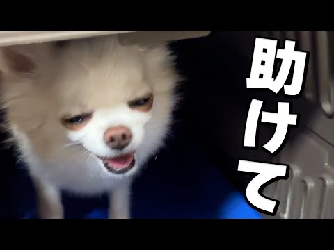 仕事帰りに愛犬チワワと遊ぶとこうなります。真似しないでください。 サムネイル
