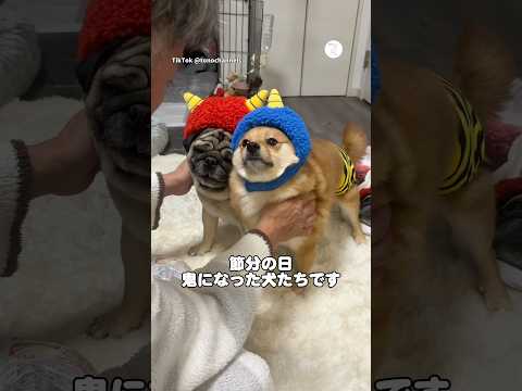 節分の日、鬼役を任された犬たち　犬　犬のいる暮らし 面白い　かわいい犬 かわいい サムネイル