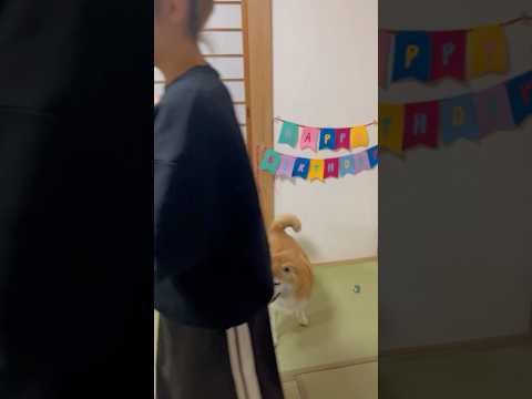 柴犬福 ケーキ待ちきれない時の柴犬🤣Sister and Shiba🤣姉と柴 shorts funny funnydo… サムネイル