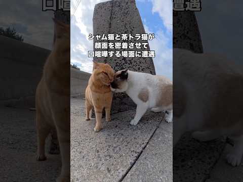 物凄い剣幕で詰め寄るシャム猫とまるで弁明しているかのような茶トラ猫 シャム猫 茶トラ 野良猫 地域猫 サムネイル