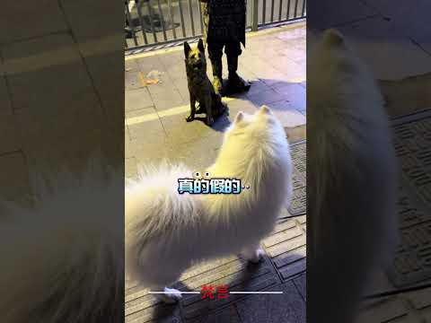 銅狗是假狗 銅人是真狗 意外 有趣 狗狗 萌寵 萬萬沒想到 搞笑 dog amazing funny laugh pe… サムネイル