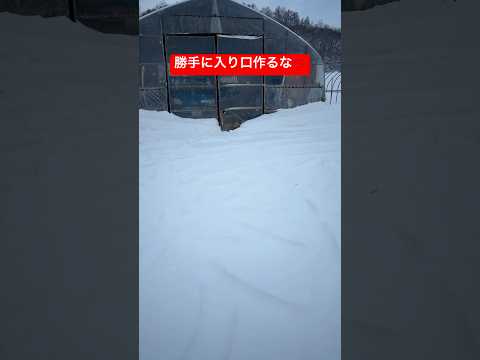 勝手に入り口作るな‼️💢shorts 犬ゴールデンレトリバー多頭飼い サムネイル