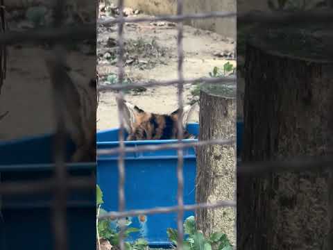 shorts 箱入り娘のゆいちゃん　サーバル　のんほいパークにて　2026年1月23日 サムネイル