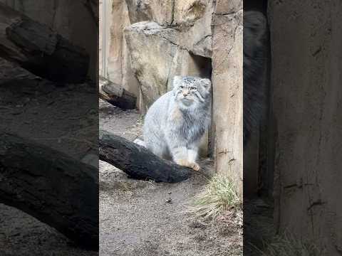 shorts おはようナゴムくん☺️ マヌルネコ　那須どうぶつ王国にて　2026年2月27日 サムネイル