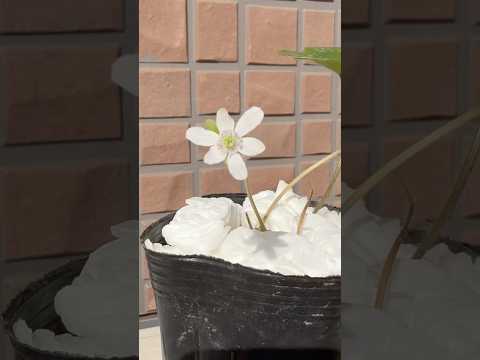 shorts 雪割草が綺麗です♪ 2026年2月3日 サムネイル