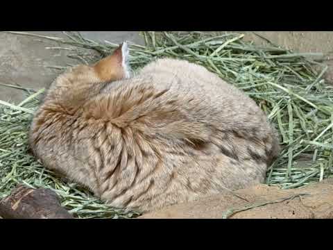 ジャミールさん　スナネコ　那須どうぶつ王国にて　2026年2月1日 サムネイル