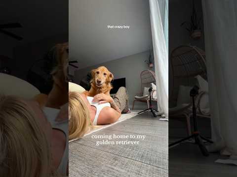 coming home to my golden retriever🥵goldenretreivers dog pup… サムネイル
