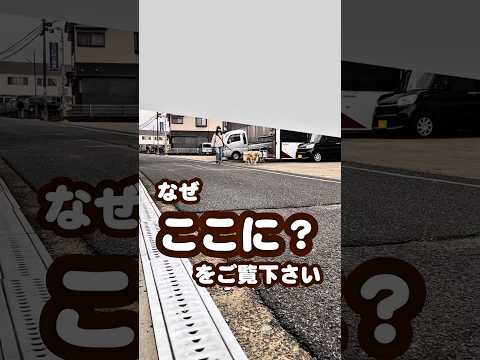 パパを見つけてかけ出す犬 ゴールデンレトリバー 大型犬のいる生活 goldenretreiver サムネイル