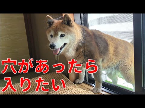 【1059】網戸に穴を空ける柴犬さん サムネイル