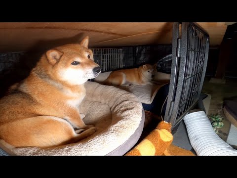 さあどんどんしまっちゃいますよ！【柴犬就寝時間】 サムネイル