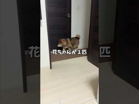 飼い主の睡眠を補助する柴犬🐕 サムネイル