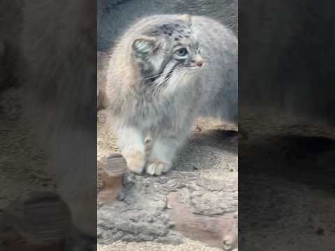 shorts 下に降りて来たオトちゃん　マヌルネコ　神戸どうぶつ王国にて　2025年12月29日 サムネイル