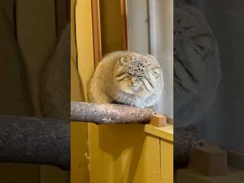 shorts 眠い💤💤ロータスくん　マヌルネコ　埼玉県こども動物自然公園　2026年3月6日 サムネイル