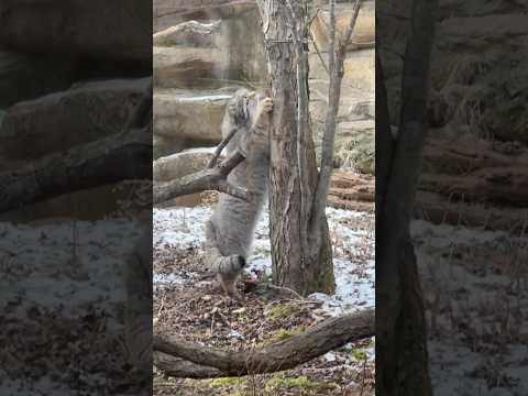 shorts ナゴムくん　向きを変えてくれた〜　マヌルネコ　那須どうぶつ王国　2026年1月1日 サムネイル