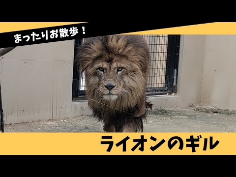 【静岡市立日本平動物園】まったりお散歩！ライオンのギル🦁 サムネイル