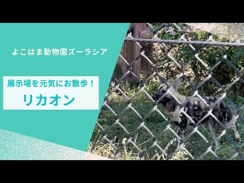 【よこはま動物園ズーラシア】展示場を元気にお散歩！リカオン🐅 サムネイル