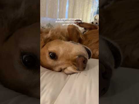 coming home to my golden retriever🥵goldenretreivers dog pup… サムネイル