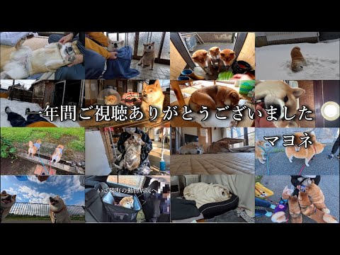 【除夜の柴1185連発】本年もたくさん見て頂き有難うございました！来る年も皆さんにとって良き年になりますように！【20… サムネイル