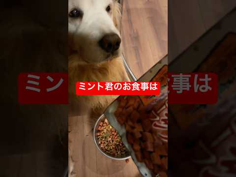 ミント君はこの食事で育ったshorts puppy ゴールデンレトリバー 大型犬のいる生活 グレートピレニーズ多頭飼い… サムネイル